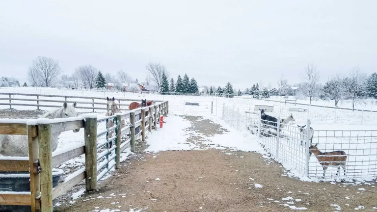 Horses and goats in pens on a winter morning waiting to be fed