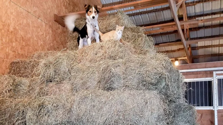 Using Waste Hay to Save $: Chicken Update 