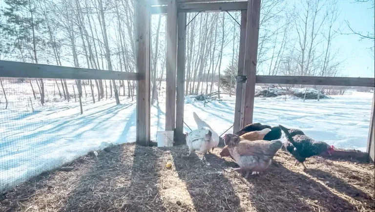 Chickens in the run on a cold day in the winter surrounded by snow