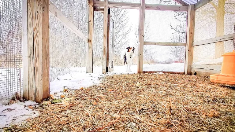 I’m So Glad I Taught My Farm Dog This & What I Wish I had Trained Better 