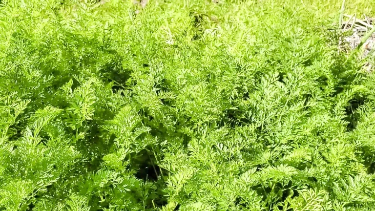 I’m a Newbie Gardener: My Rookie Garden Strategy 