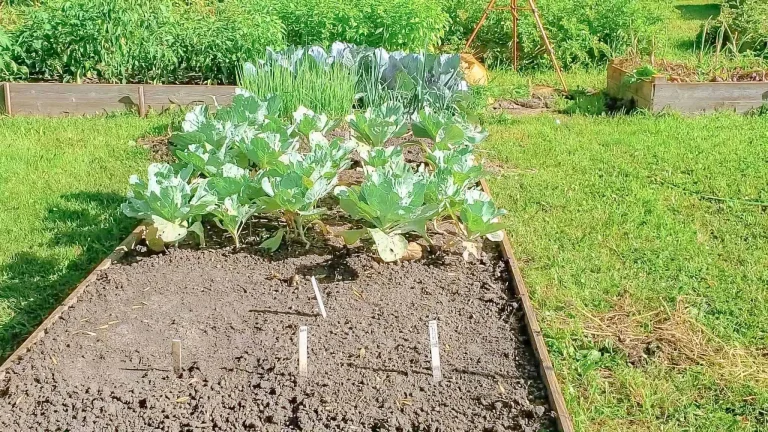 Long Overdue Garden Update: August Garden Tour 