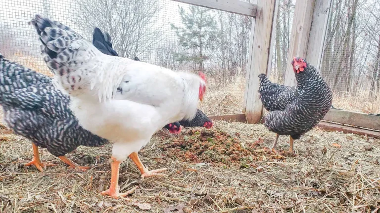 Young hens in a chicken coop
