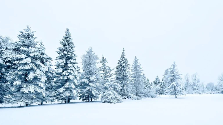 Prepping Asparagus For Winter 