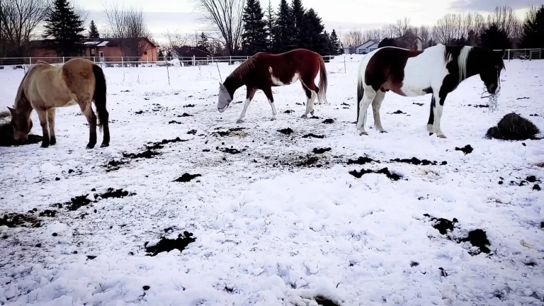Horses standing in a snowy pasture in the winter eating hay