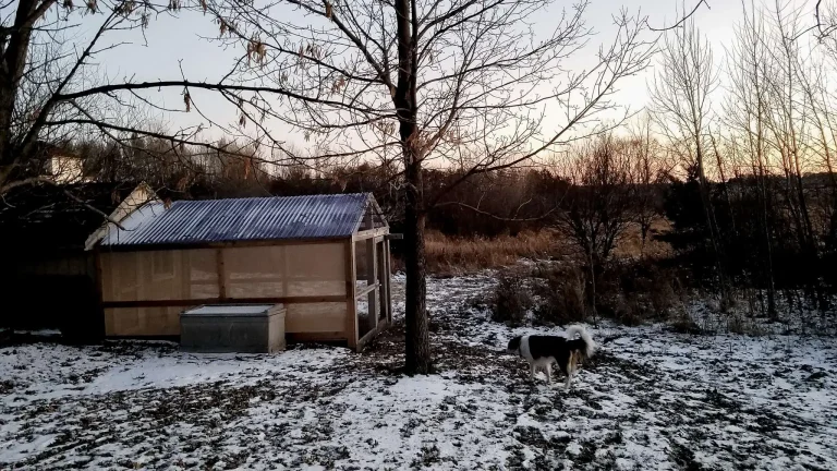 Chicken coop on a homestead in the winter