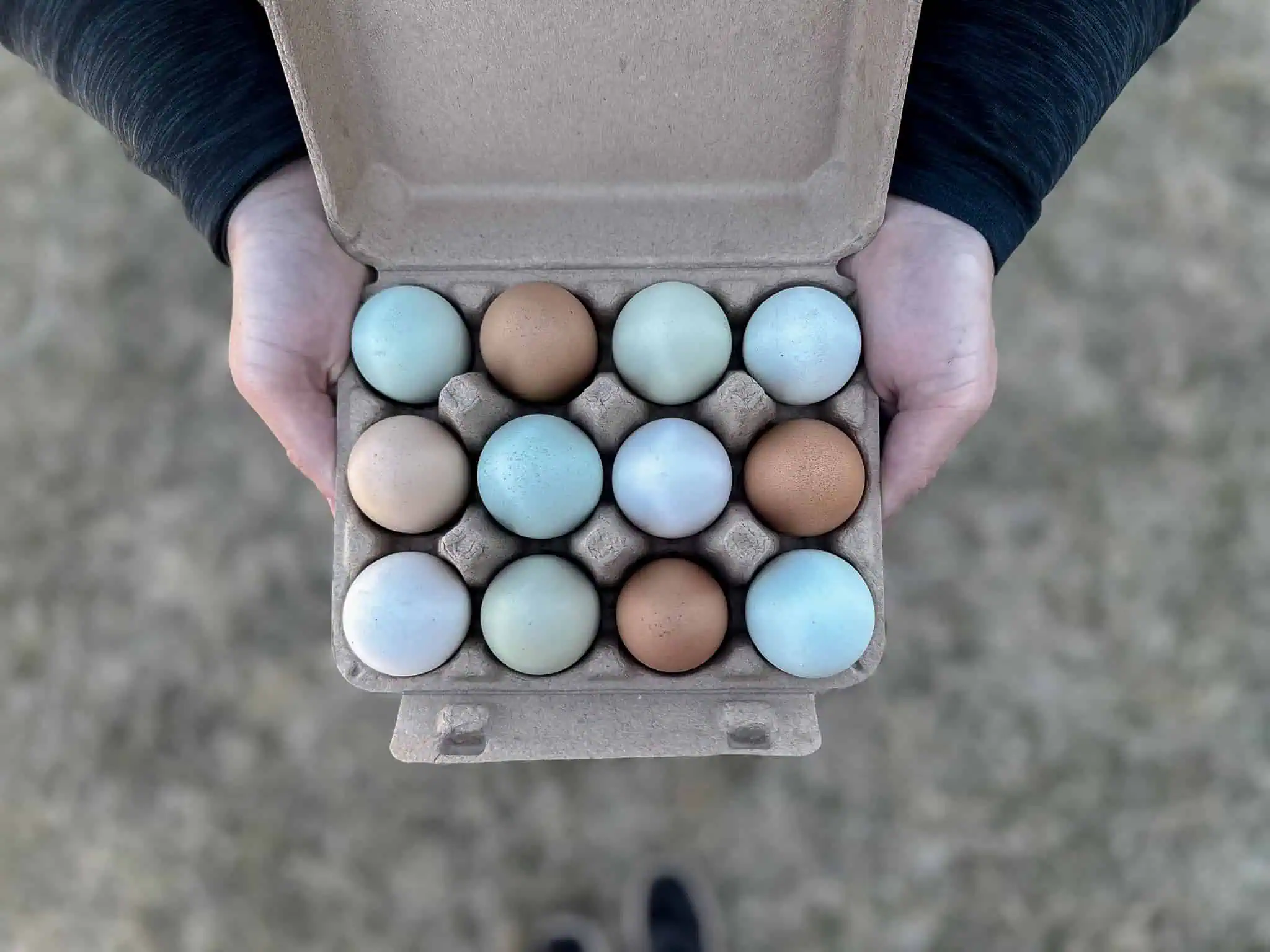 Egg carton with green eggs, white eggs, blue eggs, and brown eggs