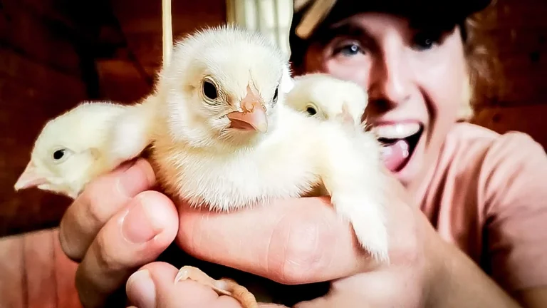 Ashley Headrick holding 3 baby chicks