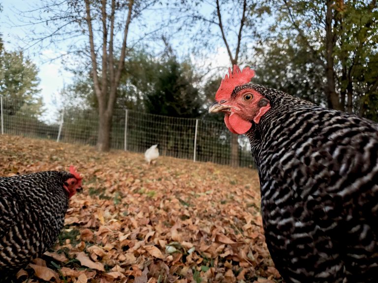 How Long do Hens Keep Laying? 