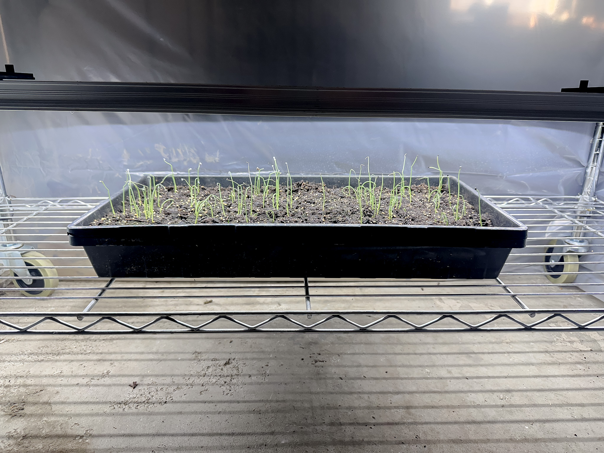 10 by 20 grow tray with onion seedlings under grow lights