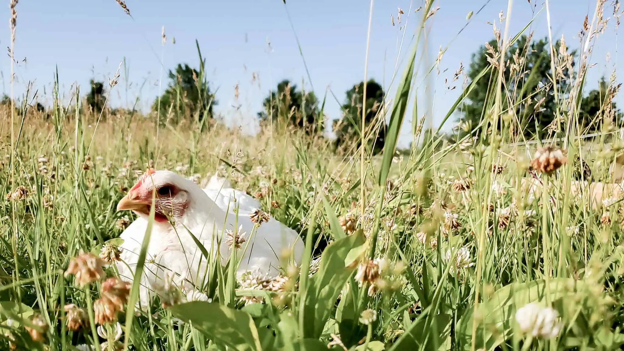Broiler chicken laying in a lush pasture