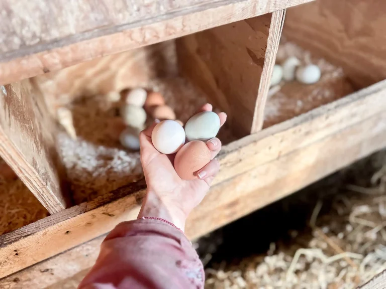 Hand holding three colorful chicken eggs in a backyard chicken coop
